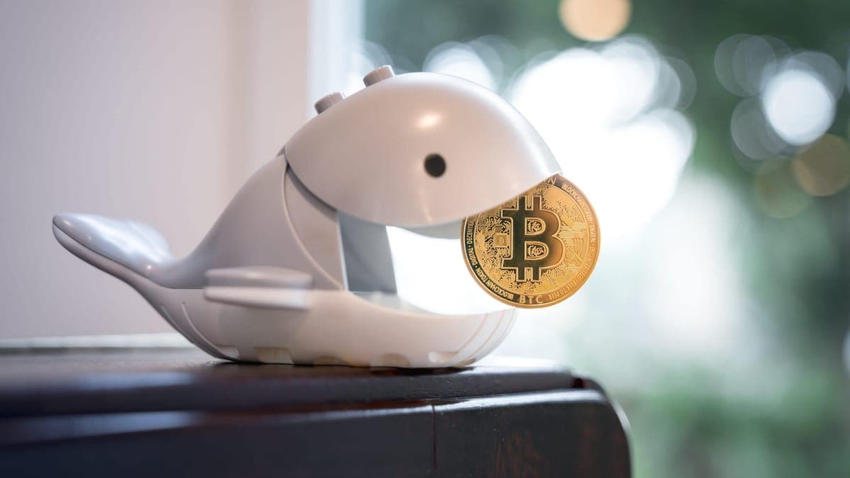 Dieser Bitcoin-Wal erwacht nach 15 Jahren und versendet Millionen