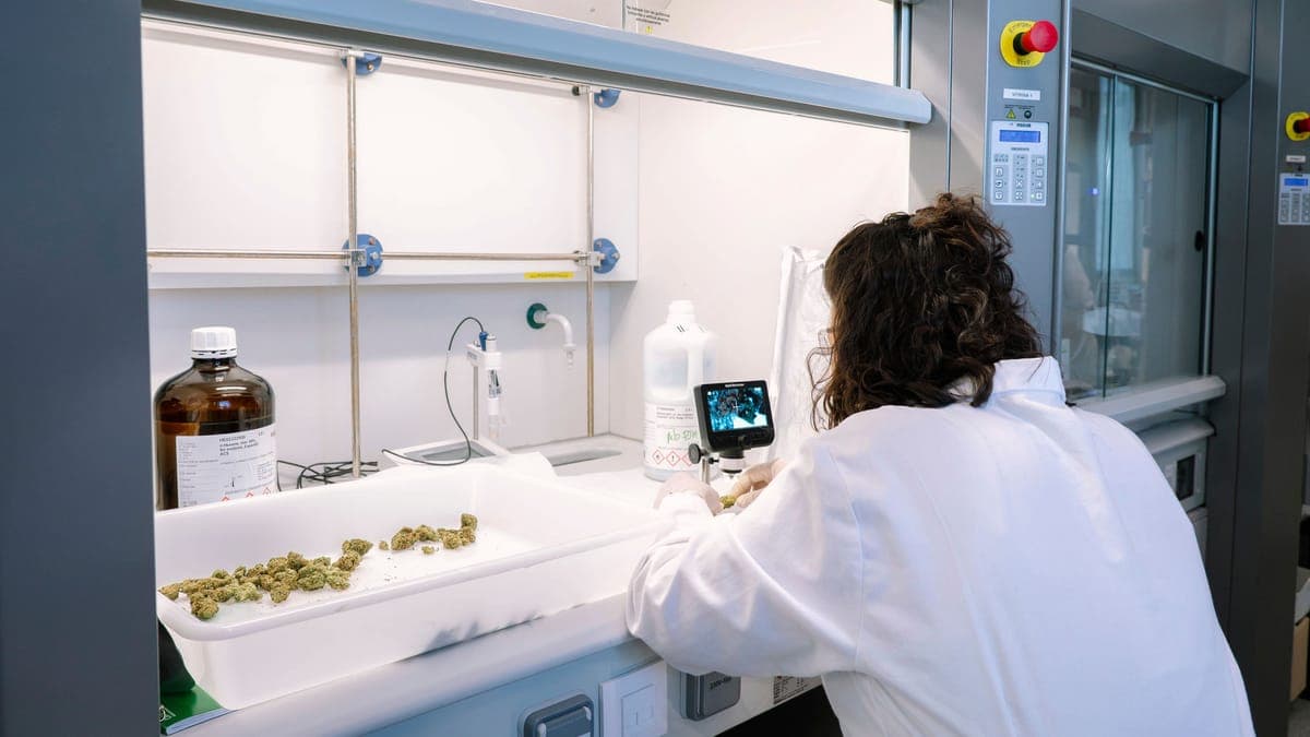 Luz verde al cannabis medicinal en España: los hospitales contarán con los primeros preparados este mes