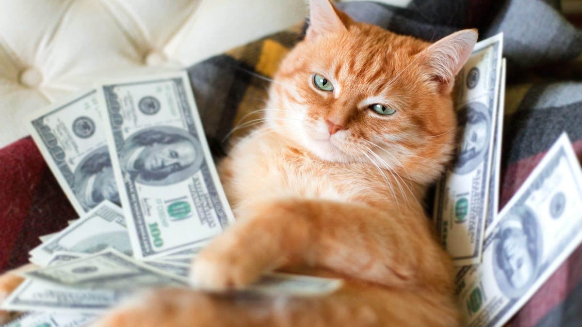 “Cat Season” im Anmarsch? Was dran ist am Memecoin-Hype