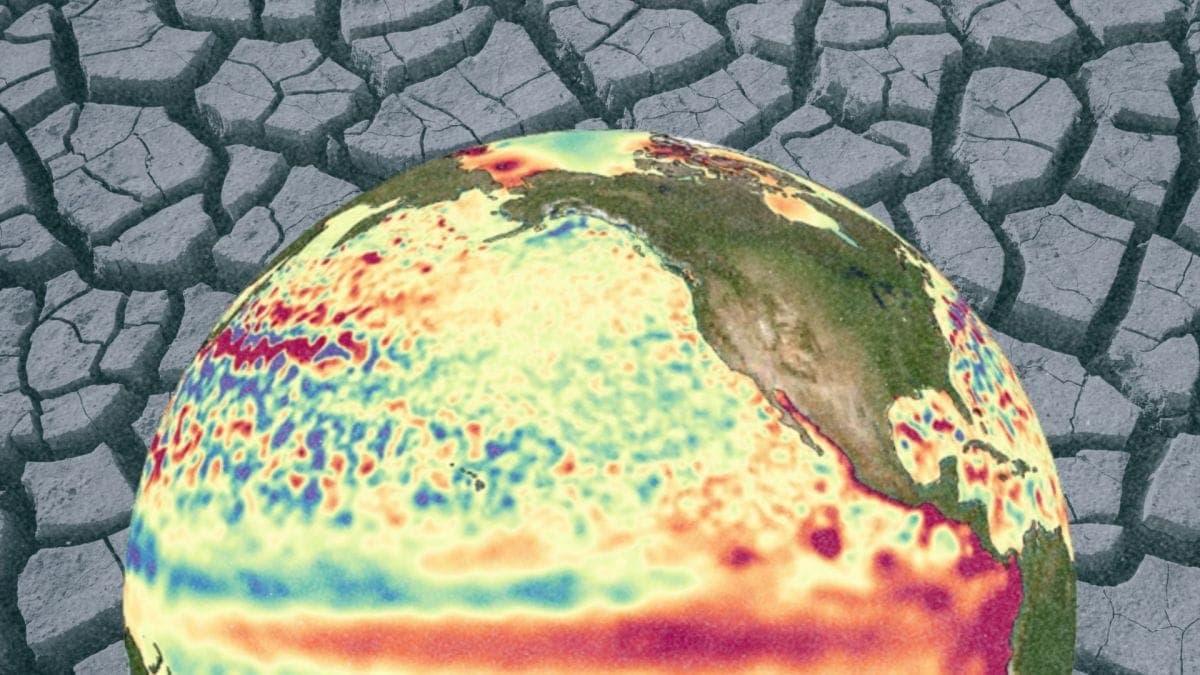 El Niño est plus puissant qu’à aucun moment depuis 1 000 ans, révèle une étude sur les coraux