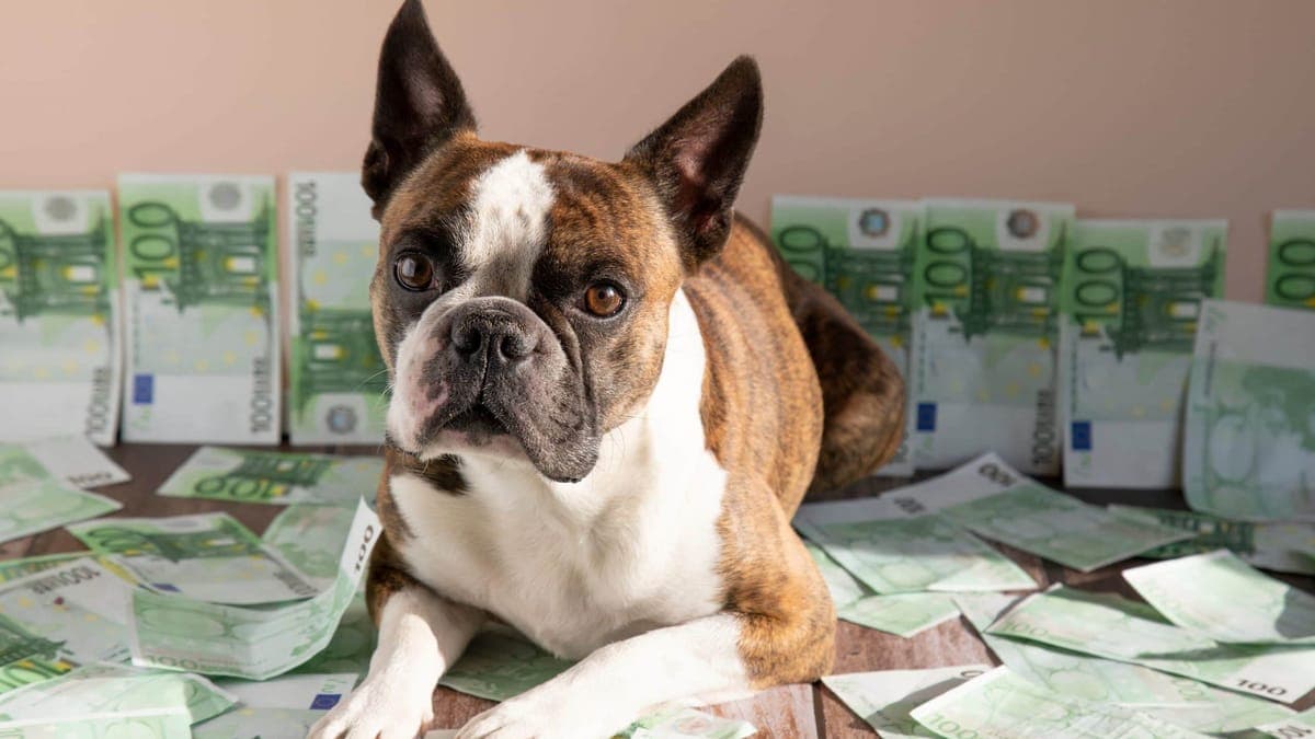 Krypto-Trader erzielt 10 Millionen Dollar Gewinn – diese Memecoin-Strategie nutzte er