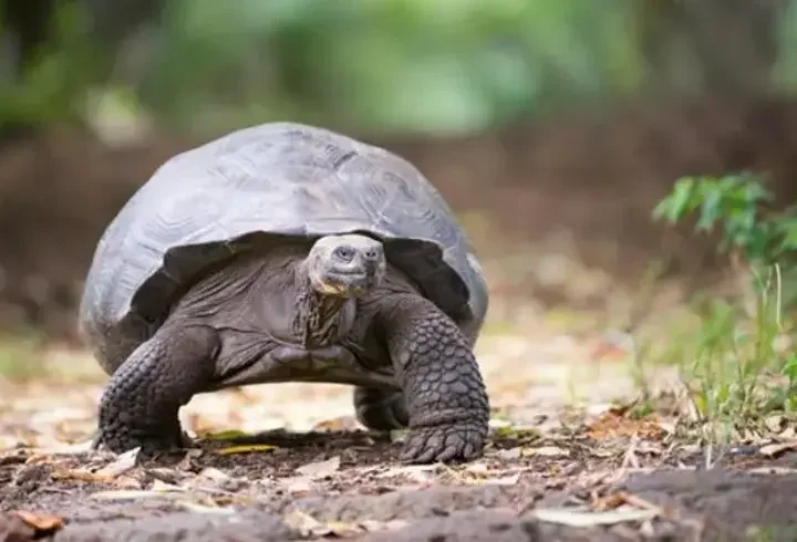 Rüyada Kaplumbağa Görmek Ne Anlama Gelir? Rüyada Kara Ve Su Kaplumbağası Görmek Neye İşarettir?