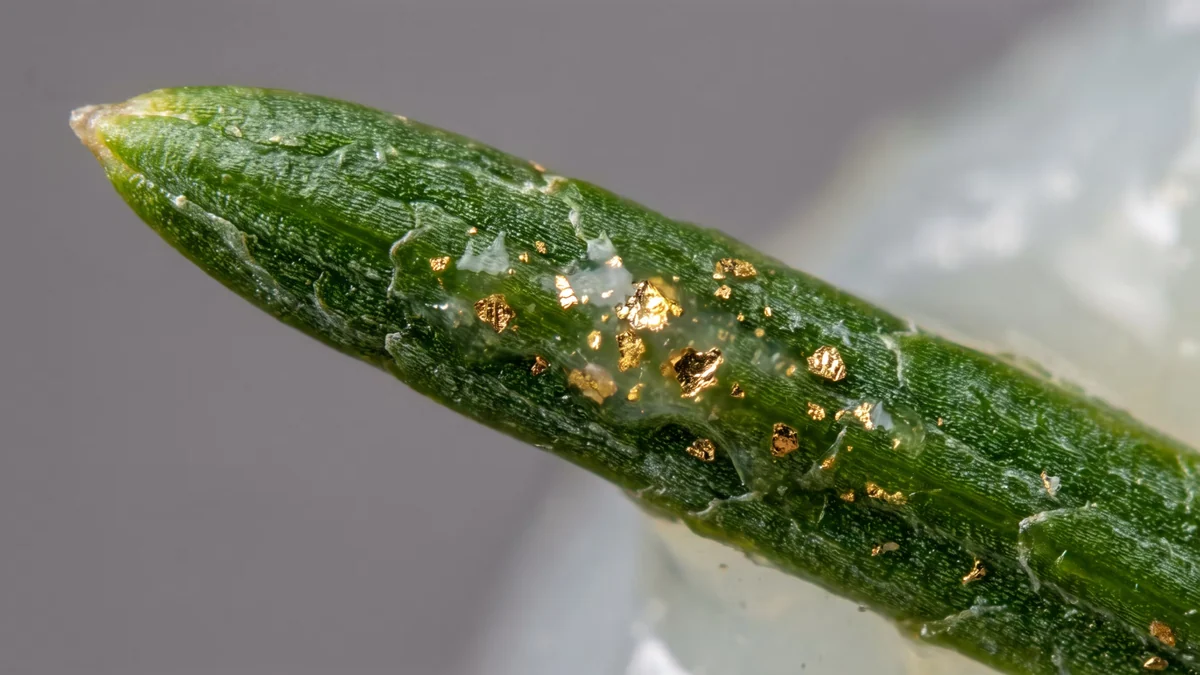 La formación de oro en abetos revela un proceso natural sorprendente