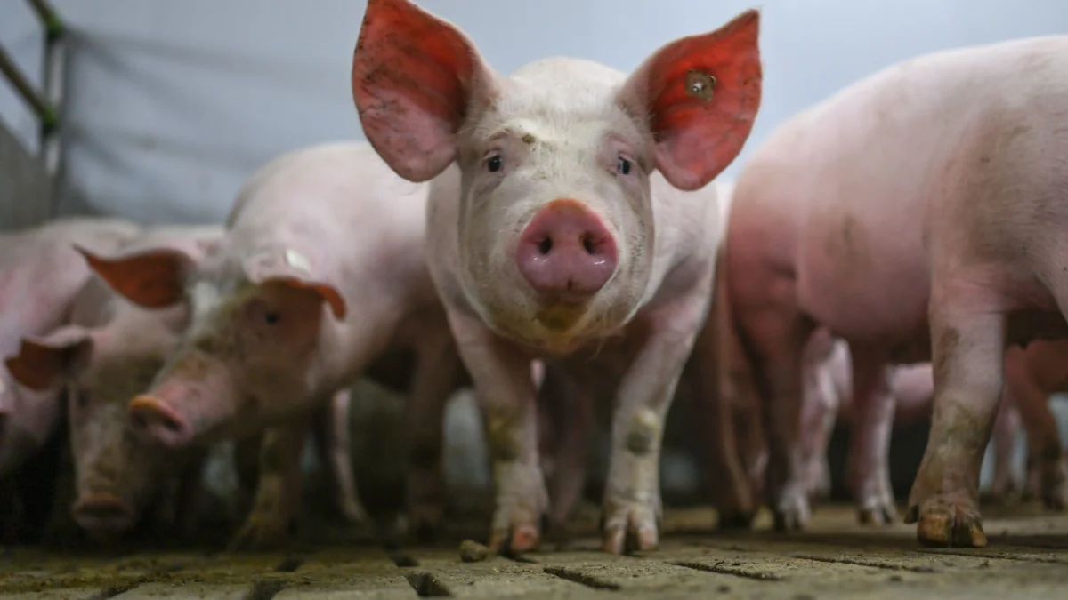 Hessens Bauern in Not: Nahversorger stärken