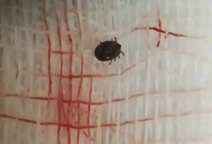 Kene bir can daha aldı