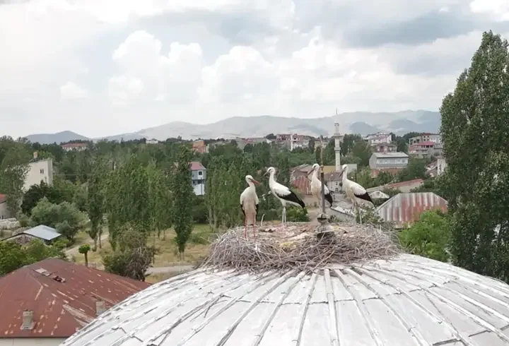 Mevsimler kayınca leylekler geç geldi