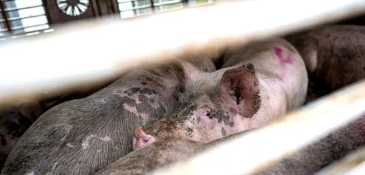 Oldenburg: Tierschützer haften für heimliche Schweine-Videos aus Schlachthof
