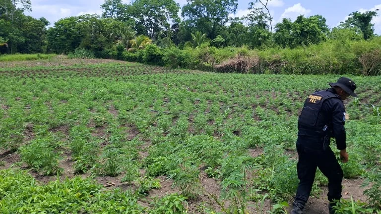 Guatemala: Destruyen matas de marihuana valorada en Q23 millones