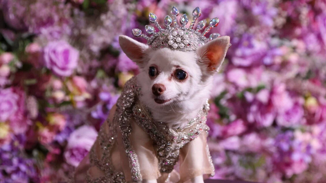 Pet Gala a New York, l'evento di moda per animali domestici più glamour dell'anno