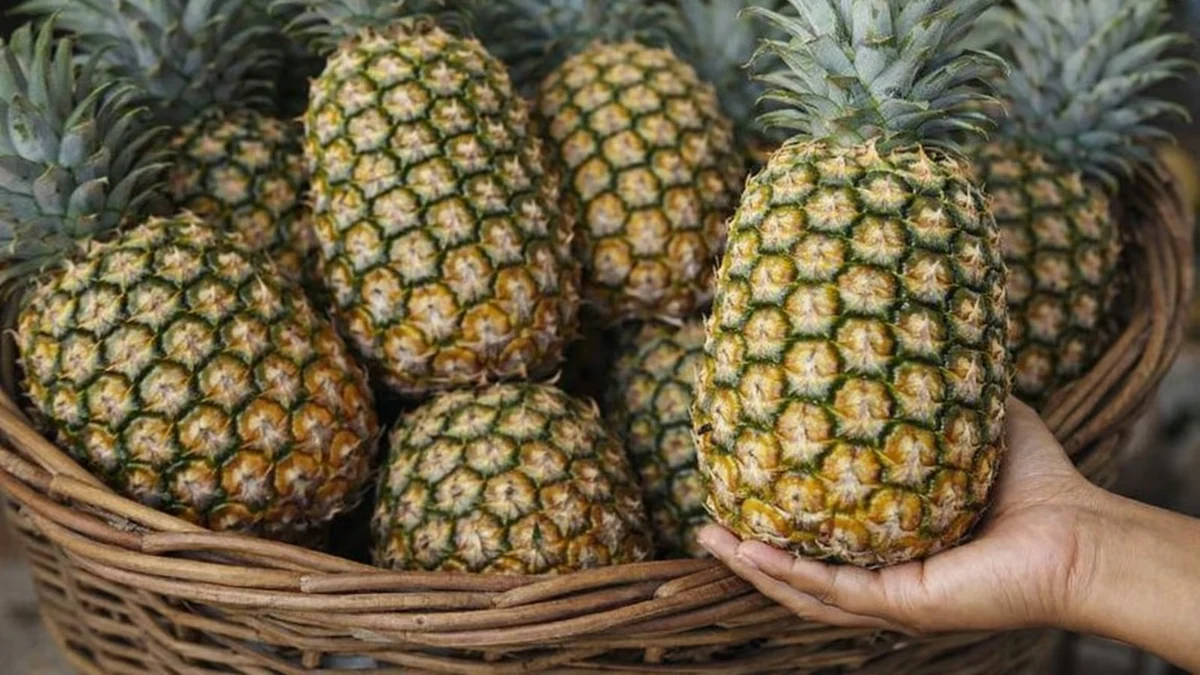 Piña costarricense genera más de 150,000 empleos y aporta el 6% de las exportaciones