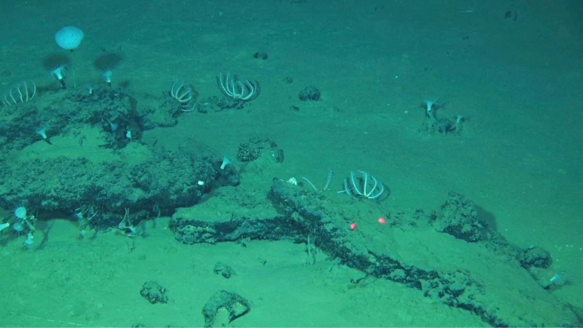 Hallan el mayor y más profundo cementerio de ballenas con restos de hace cinco millones de años