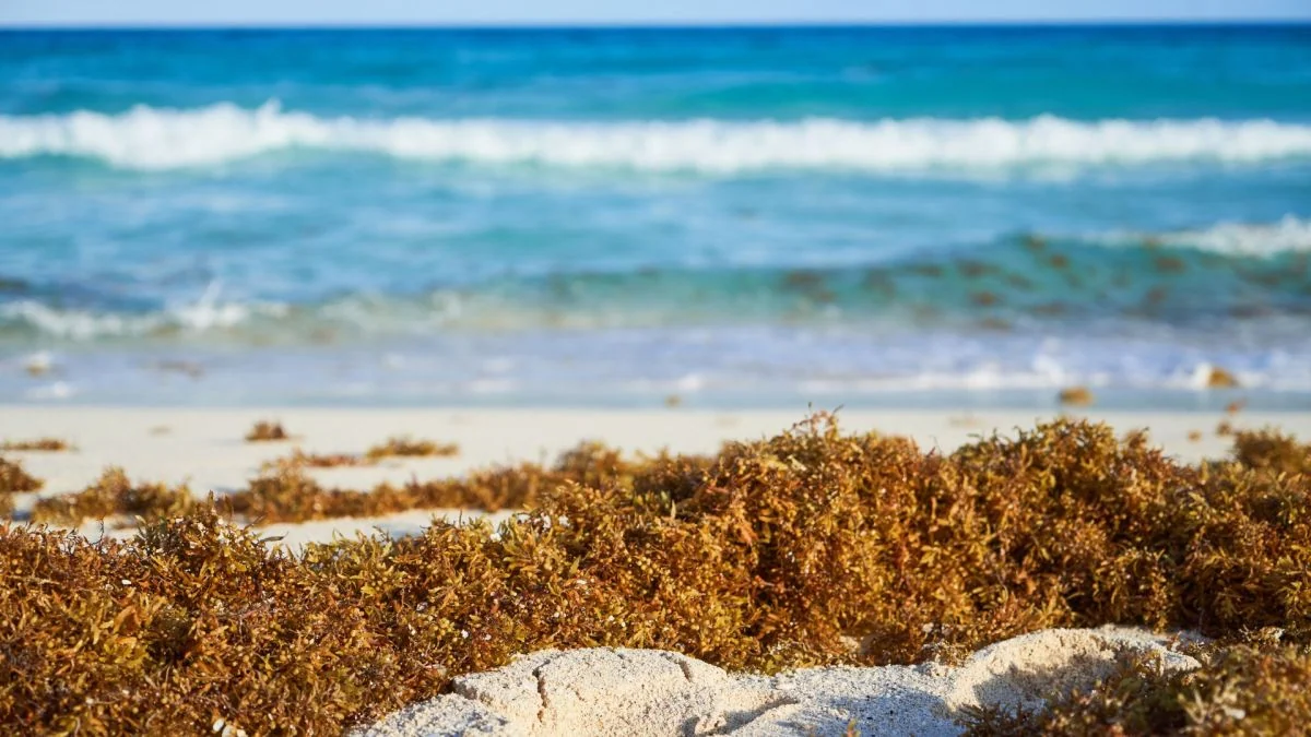 Les algues marines ne sont biologiquement pas des plantes