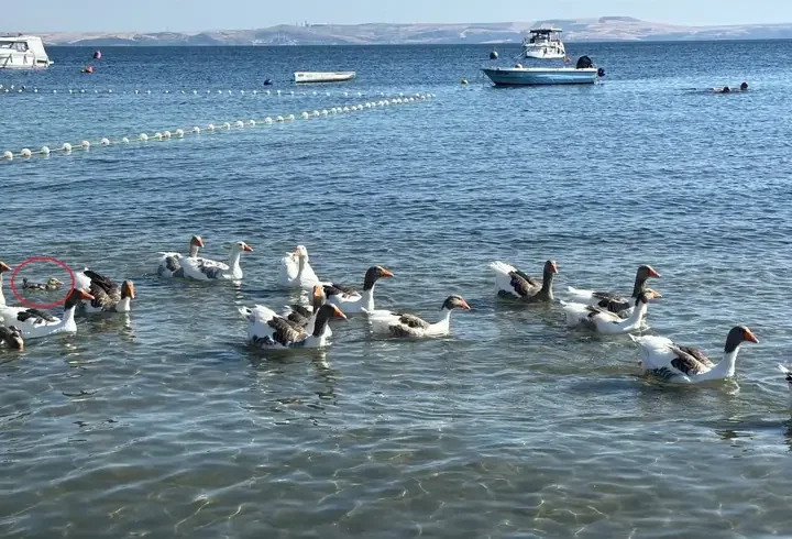 'Şartlı tahliye' edilen kazlar, ördek yavrusunu sahiplenip, sürüye aldı