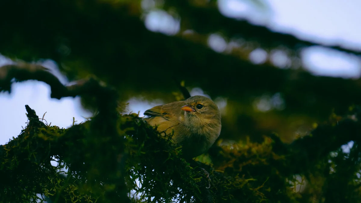 Investigadores buscan voluntarios para grabar el sonido de aves y murciélagos durante el eclipse solar y comprobar cómo afecta a estos animales