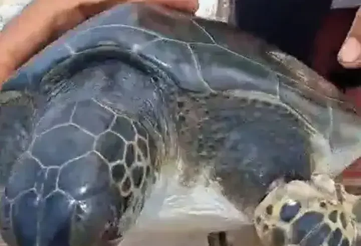 Çuvala dolanan caretta carettayı balıkçı kurtardı