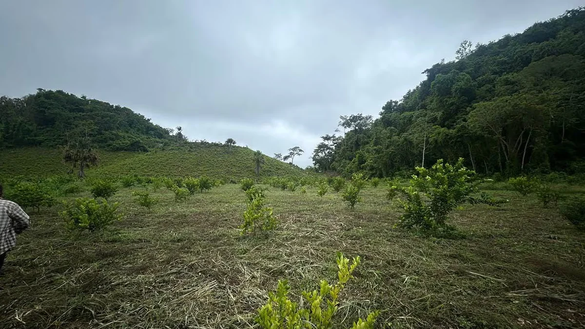 Agro guatemalteco en alerta por la canícula prolongada que se prevé de julio a agosto