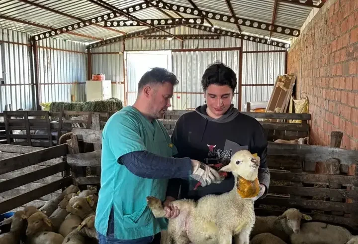 Edirne'de küçükbaş hayvanların küpeleme ve aşılama çalışmaları devam ediyor