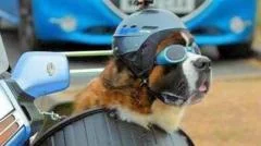 Biker's sidecar-riding dog 'making people smile'