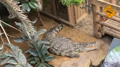 Zoo worker jumped into crocodile enclosure to save injured boy, told