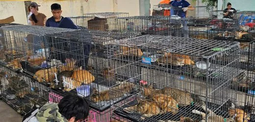 Vietnam: Polizei rettet Hunderte Katzen vor dem Verzehr