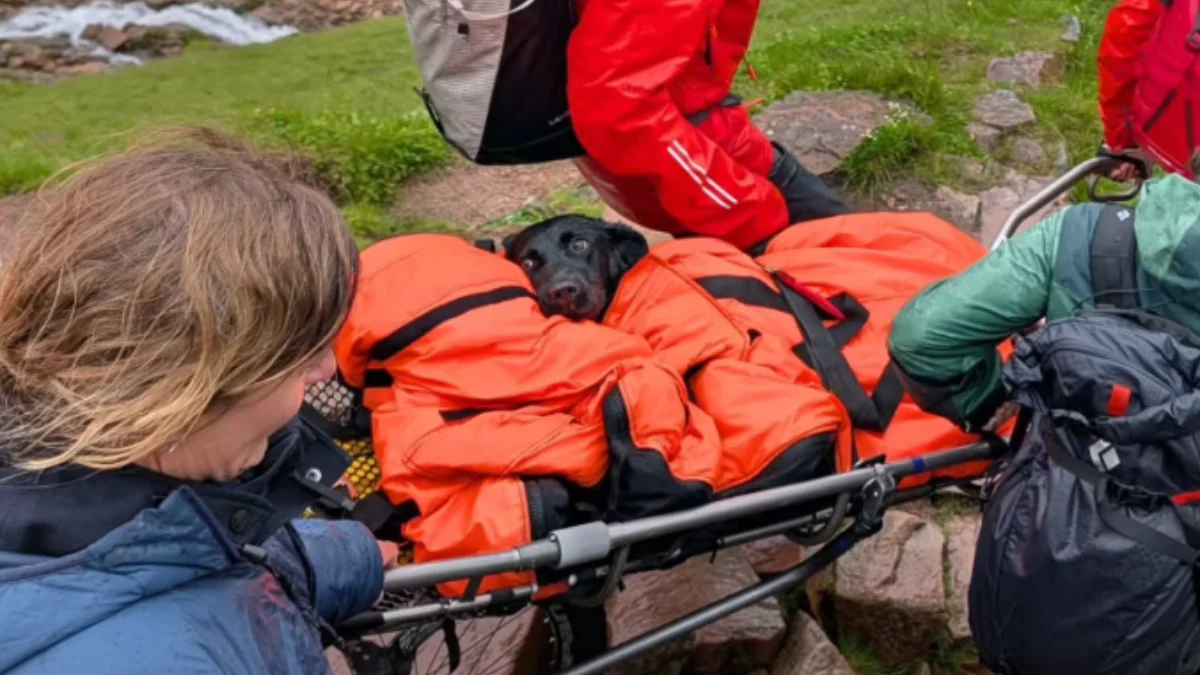 El heroico rescate de Tokyo, la labradora que sufrió un "mal viaje" de marihuana en la cima más alta del Reino Unido