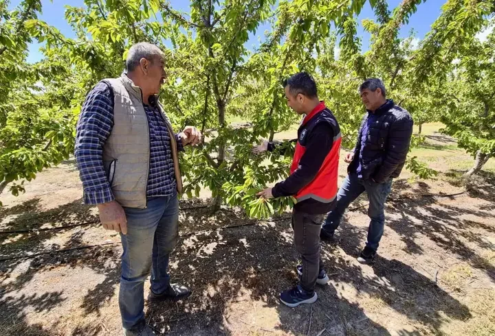 Kiraz bahçelerinde denetim