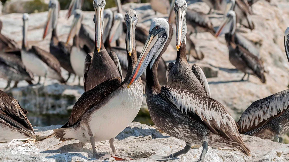 Más de 250 aves marinas y seis lobos marinos aparecen muertos en Lambayeque: autoridades atribuyen el hecho al calentamiento del mar