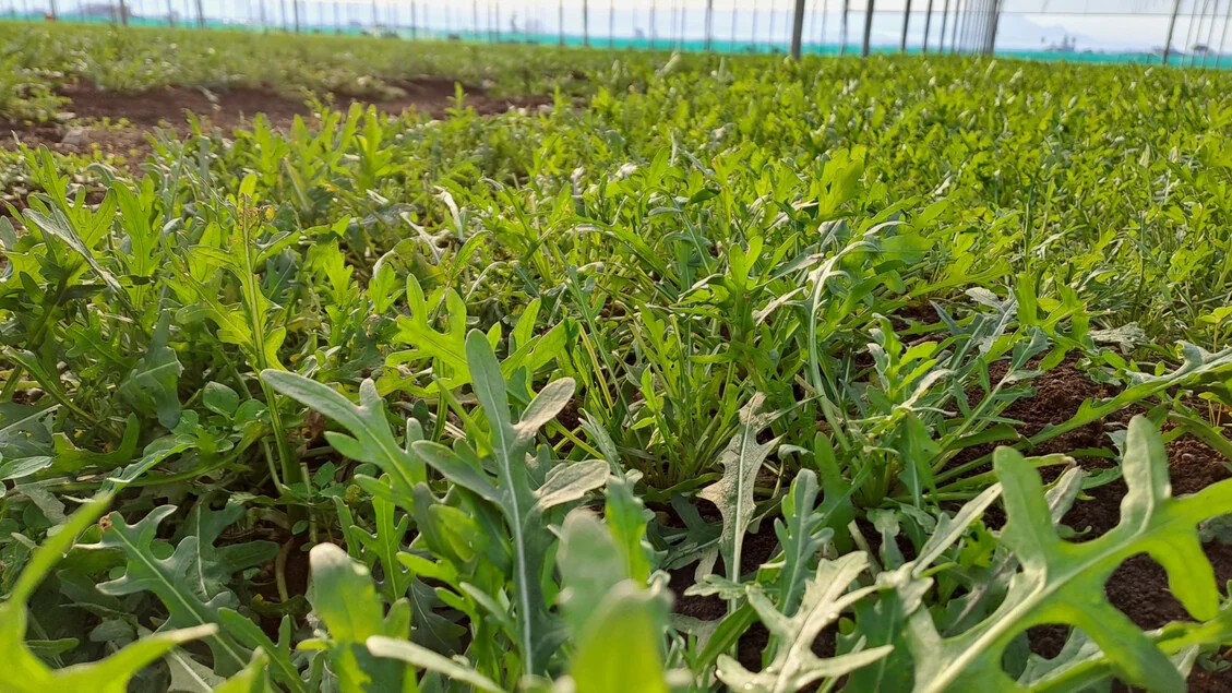 Dalla rucola un aiuto contro obesità e glicemia alta