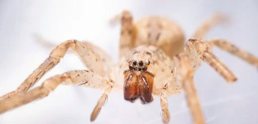Invasive Nosferatu-Spinne breitet sich in ganz Deutschland aus