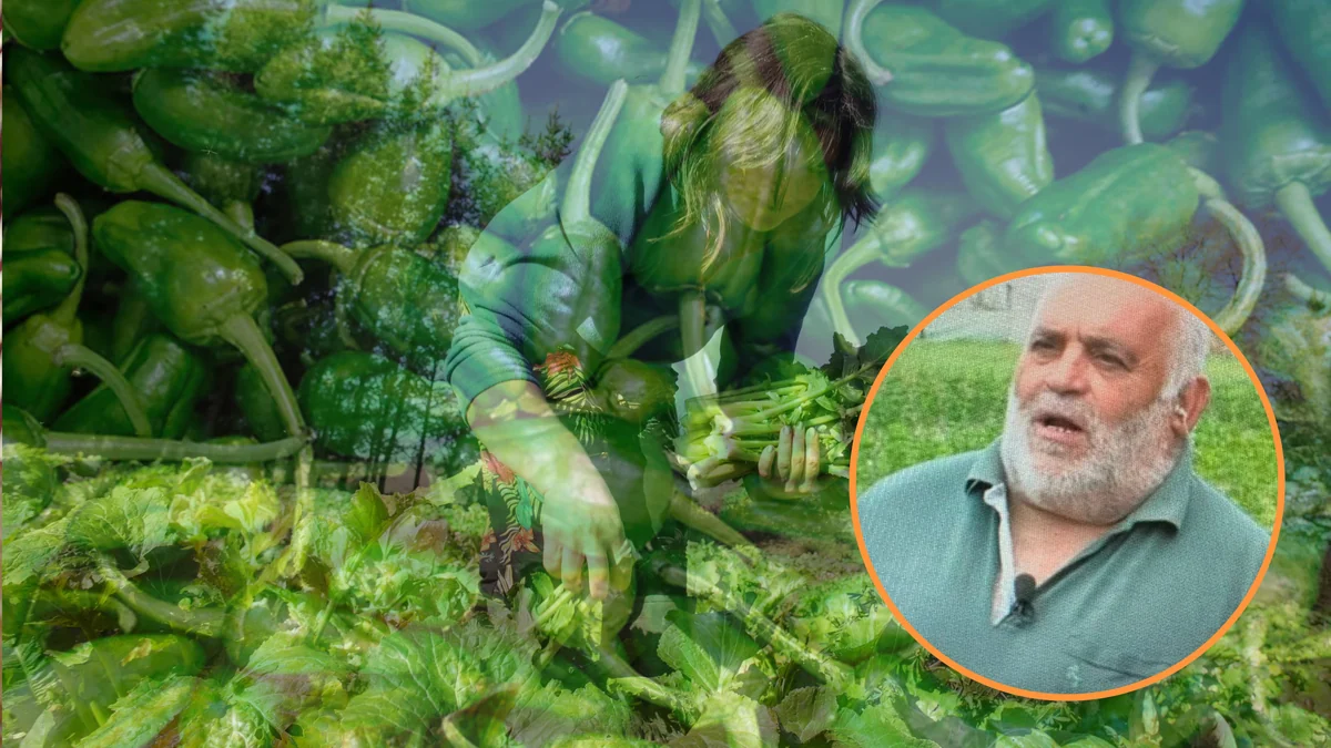 José Antonio, hortelano productor de pimientos de Padrón: “Vino el calor y eso lo estresa. Tiran la flor antes de cuajar”