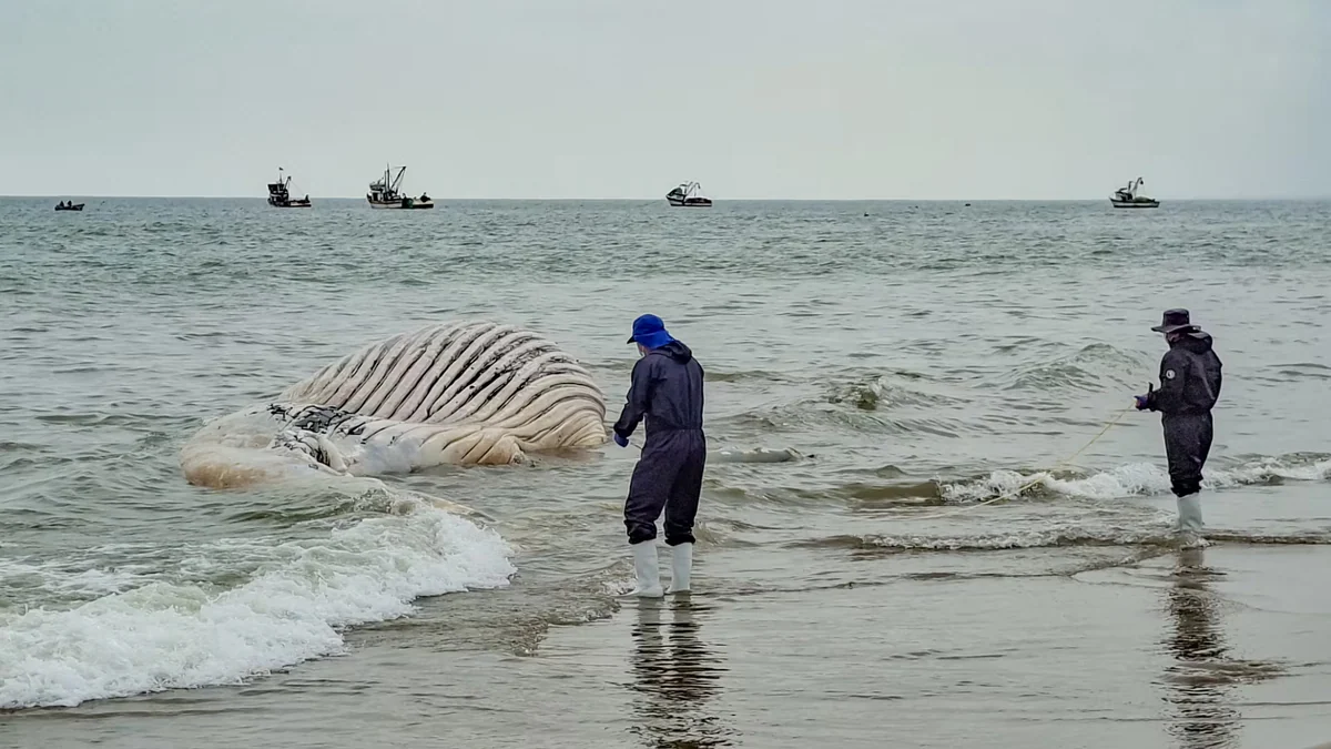Ballena jorobada quedó varada en playa de Tumbes: ejemplar fue hallado en avanzado estado de descomposición