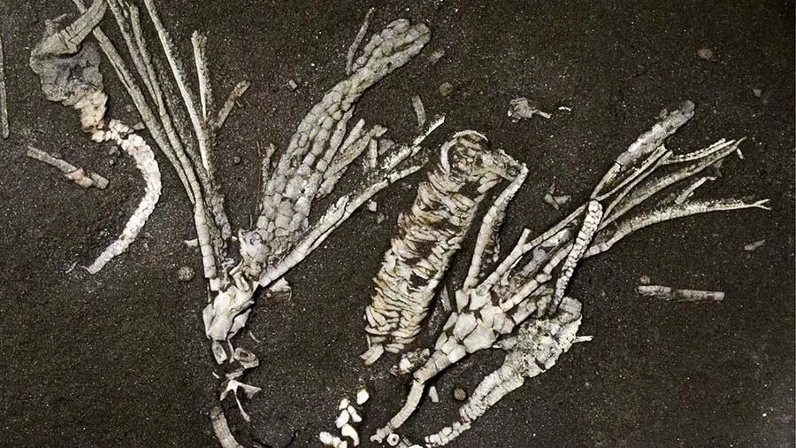 Un fósil de 450 millones de años revela secretos ocultos de los océanos primitivos