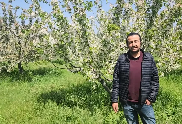 Kirazda don riski atlatıldı, rekolte beklentisi yükseldi