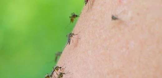 Insektenabwehr: Mücken können lernen, Insektenschutzmittel mit Nahrung zu verbinden