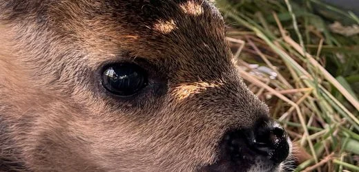 Rehe: Drohnen über Feldern sollen Rehkitze vor dem Tod schützen
