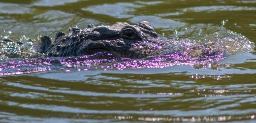 Florida: Alligator greift 31-Jährige an und verletzt sie tödlich