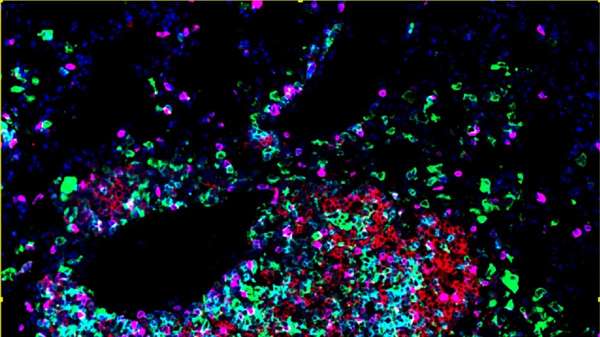 Identificate le cellule che costruiscono gli avamposti anticancro