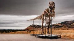 T. rex could become most expensive fossil ever - but it's a problem for scientists