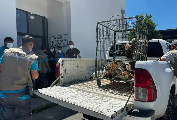 Kayseri’de tedavisi tamamlanan 35 kuş, doğal ortamına bırakıldı
