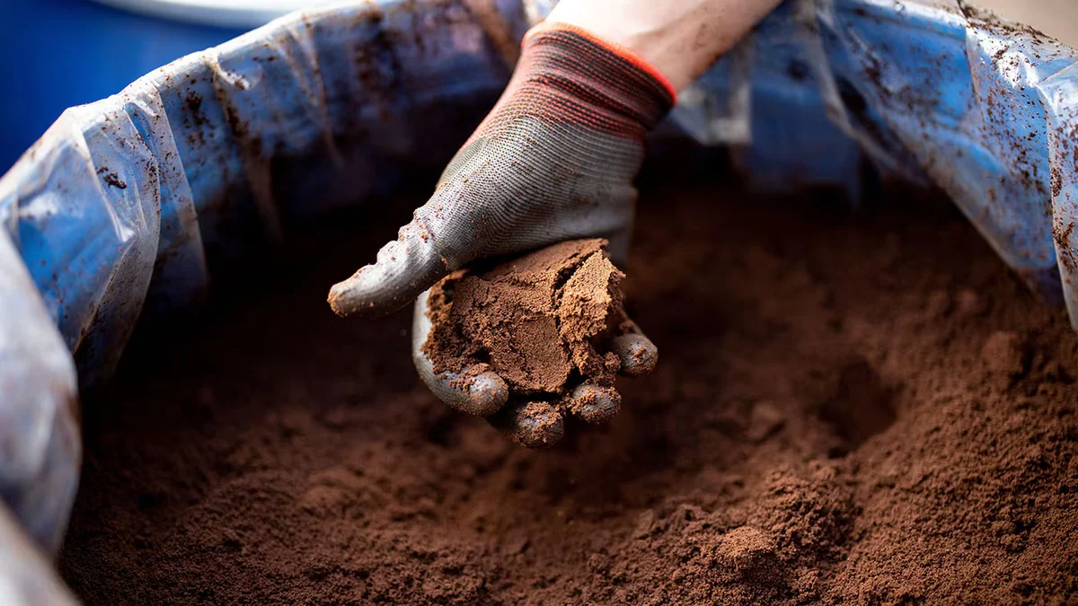 Este es el experimento colombiano que le dio un segundo uso al cuncho de café: de qué se trata