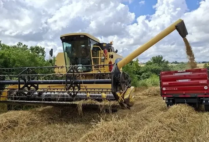 Bafra Ovası'nda arpa ve buğday hasadı başladı