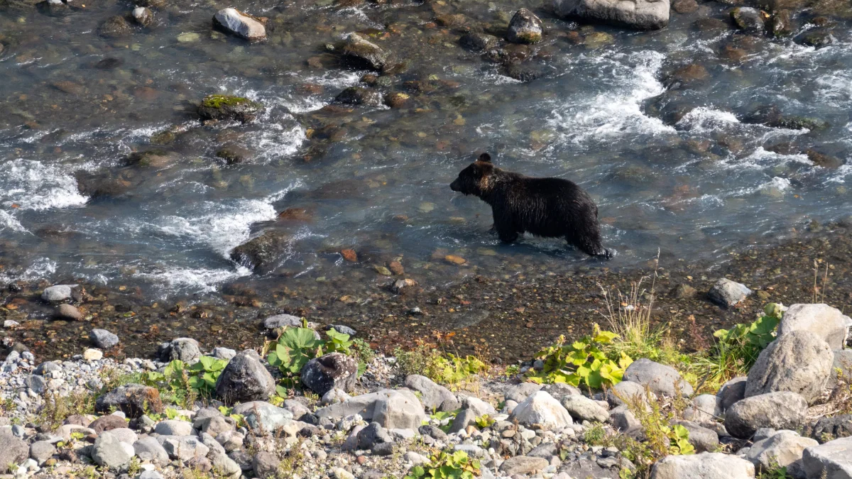 Le Japon confirme le premier décès de 2026 lié à une attaque d’ours, deux autres cas suspectés
