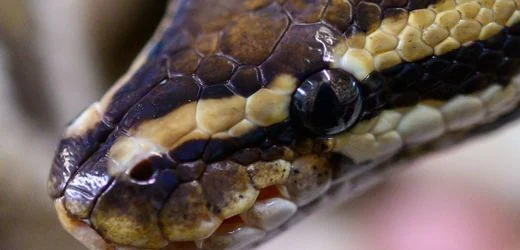 Polizeieinsatz in Hessen: Schlangenhaut in Garten entdeckt – Suche nach Python