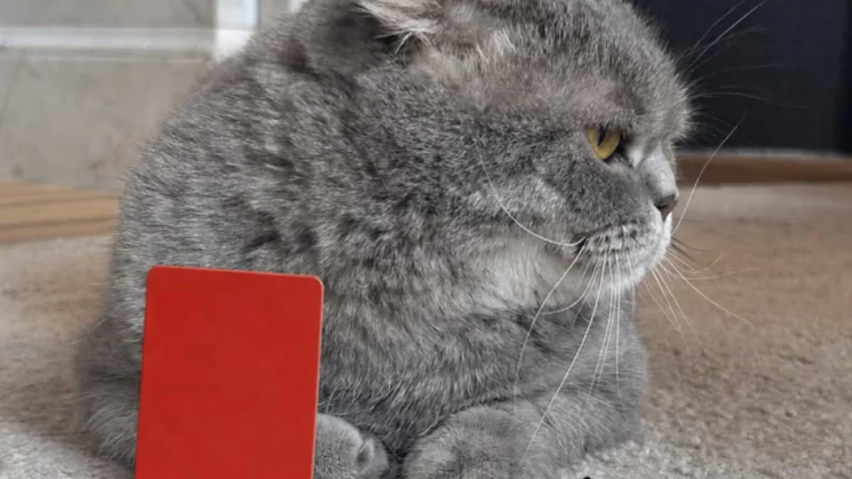 El gobierno de Bélgica reacciona con ironía a la polémica por Balogun: las “declaraciones” de su gato Maximus