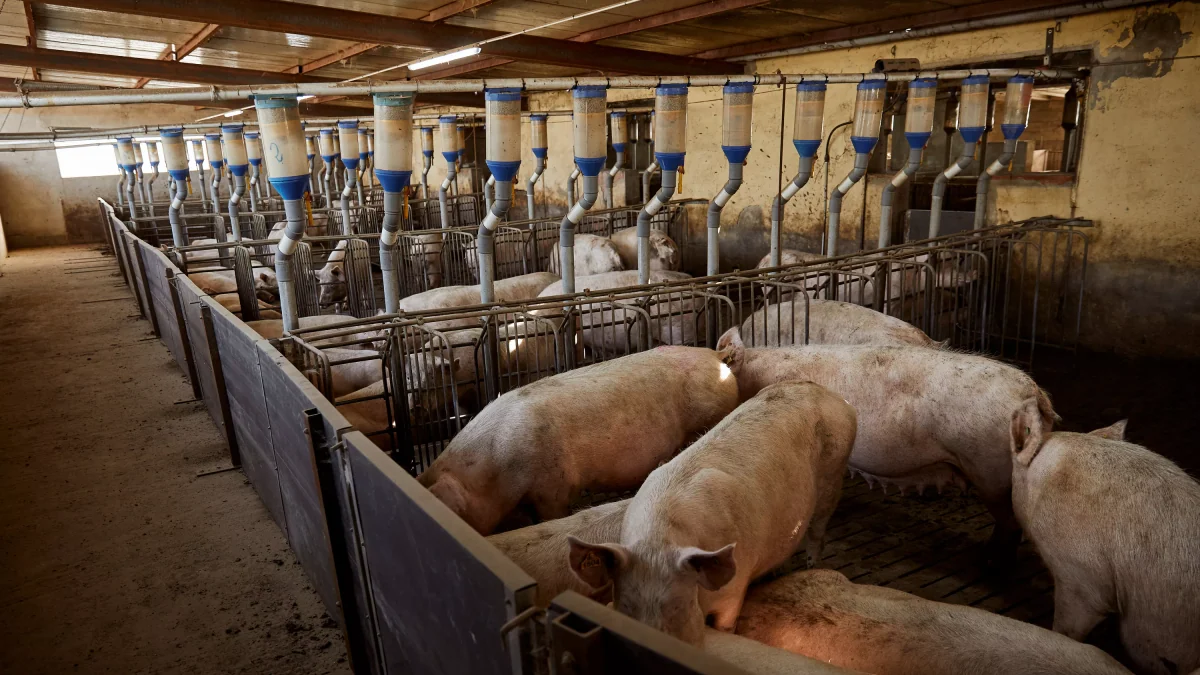 Finistère : suspension «en urgence» d’un élevage de porcs après un signalement de maltraitances animales