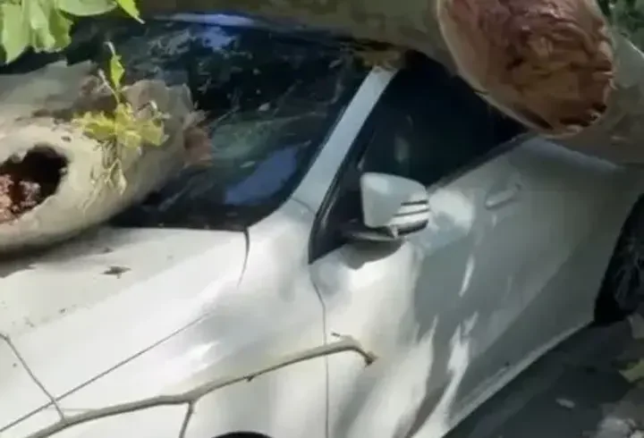 Bakırköy'de asırlık çınar ağacı park halindeki otomobilin üzerine devrildi