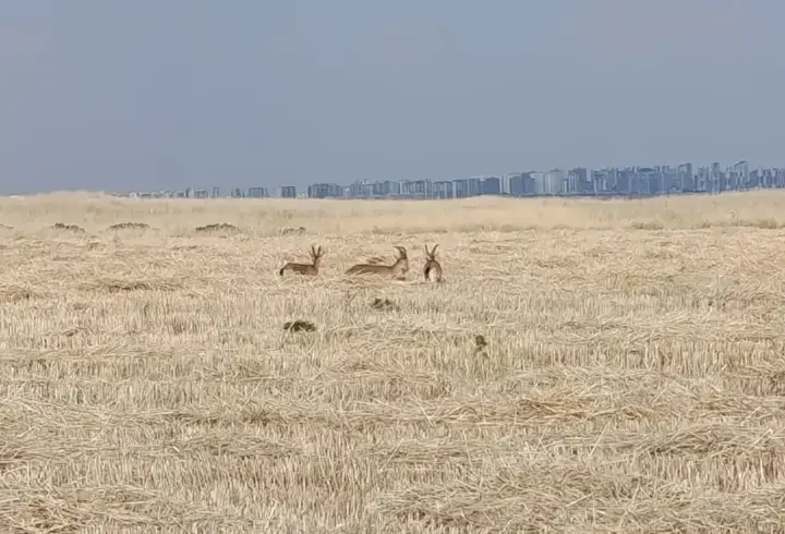 Diyarbakır’da dağ keçileri yerleşim yerlerine yaklaştı