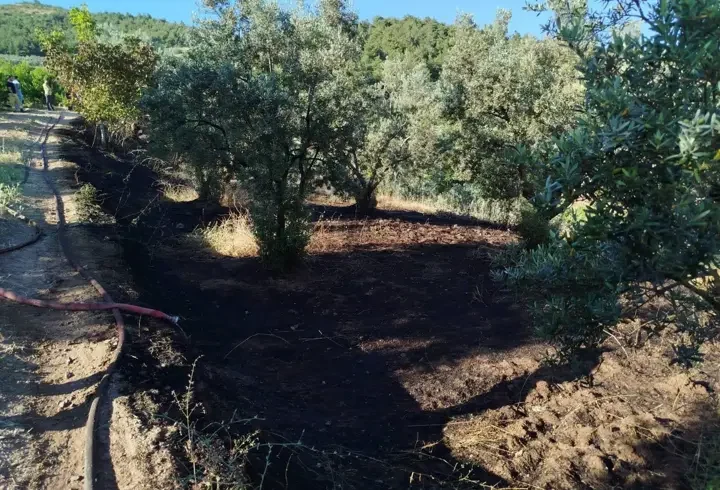 Bilecik'te zeytinlik bahçesinde çıkan yangın söndürüldü