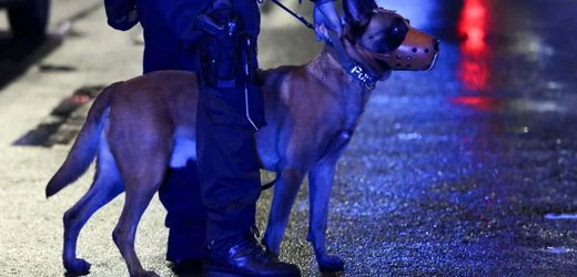 Hamburg-Eimsbüttel: Polizeihund beißt Mann – Bewährungsstrafe für seine Hundeführerin
