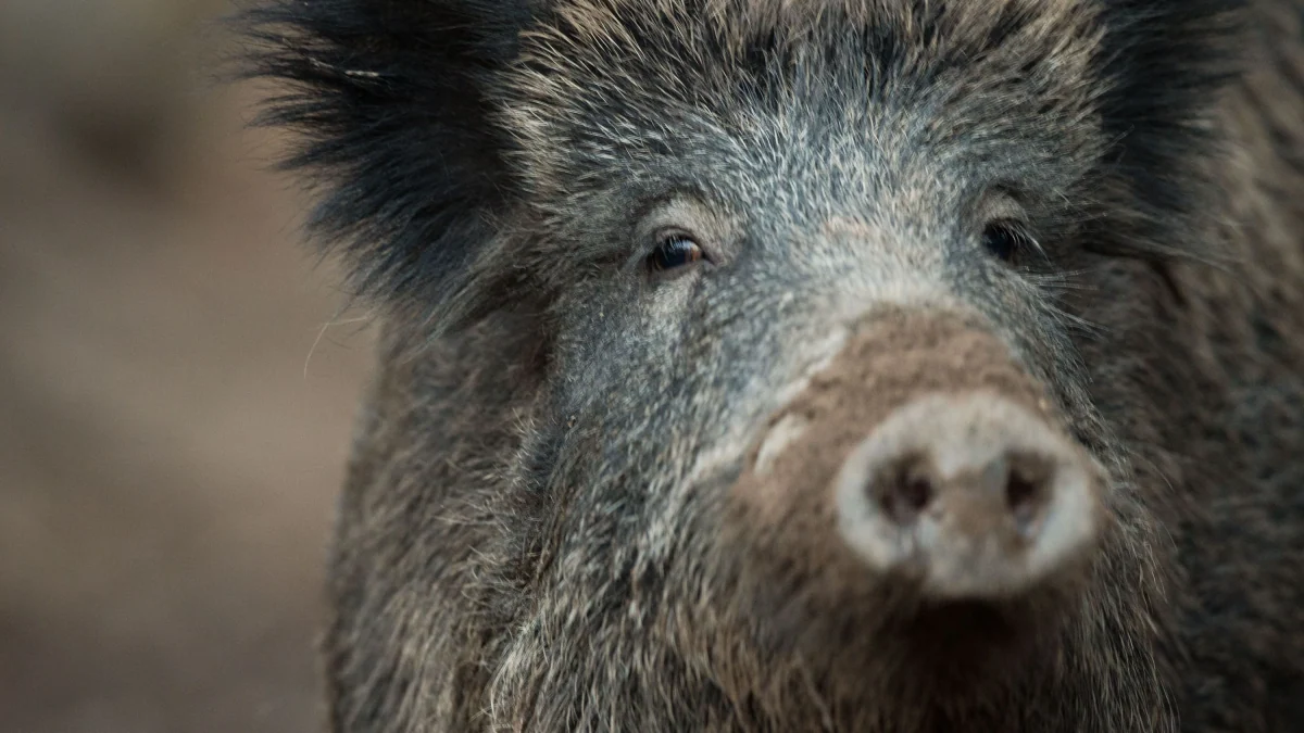 Plage in Italien: Wildschweinjagd mit Pfeil und Bogen künftig erlaubt